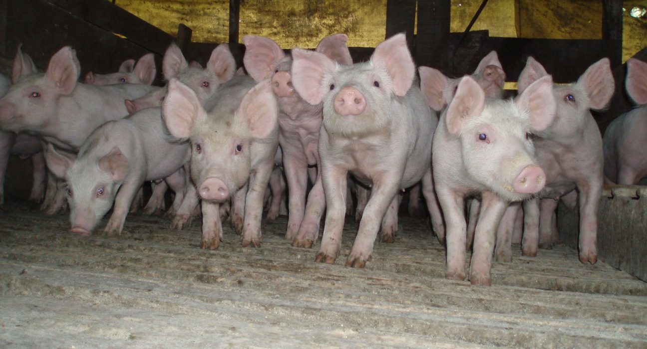 SC é o maior exportador de carne suína do país