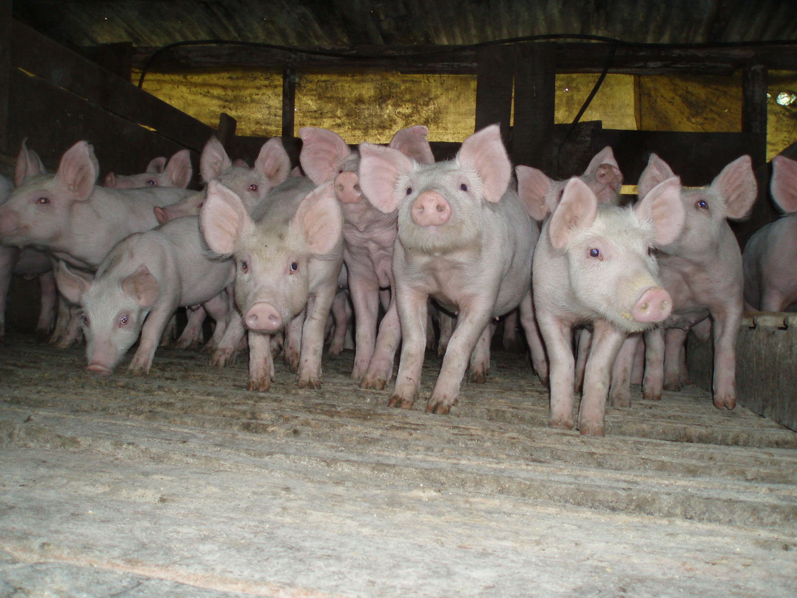 SC é o maior exportador de carne suína do país