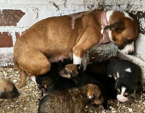 Filhotes de cães abandonados em mata são resgatados no Oeste