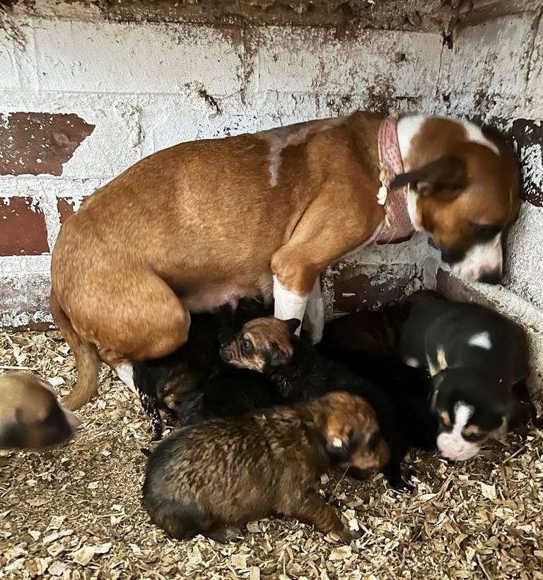 Filhotes de cães abandonados em mata são resgatados no Oeste