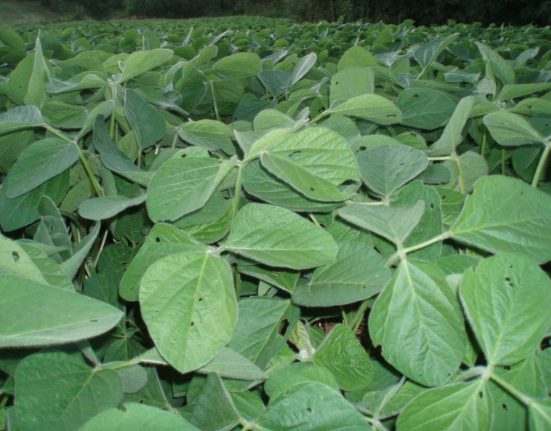 Calendário de semeadura da soja é prorrogado em Santa Catarina