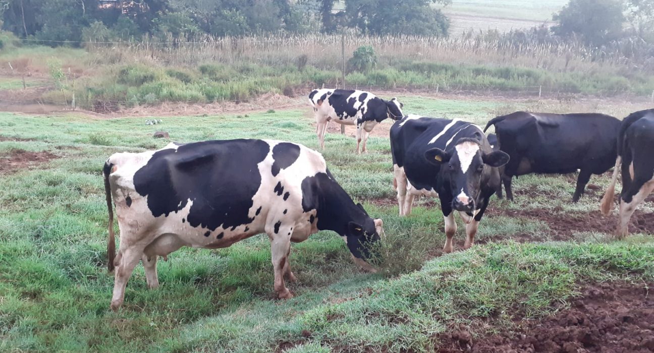 Furto de bovinos registrado em São Domingos