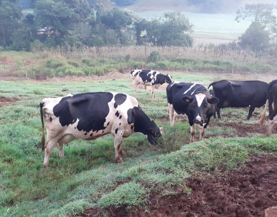 Furto de bovinos registrado em São Domingos