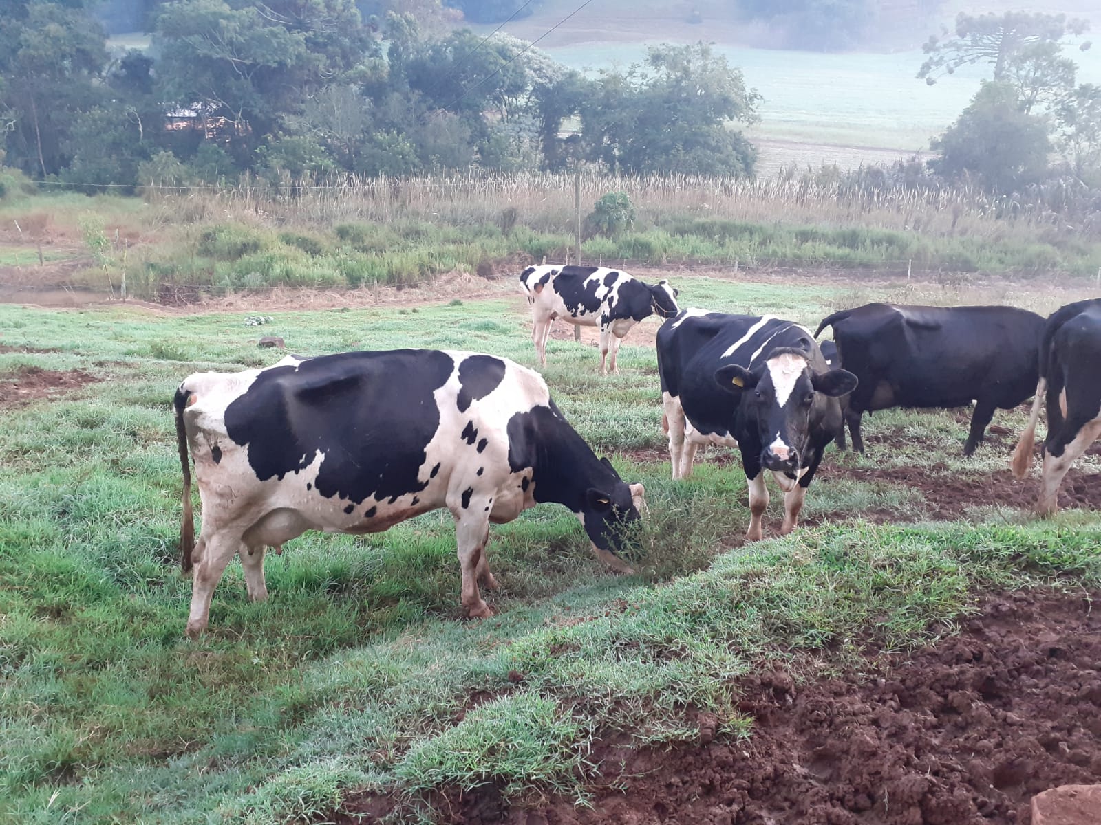 Furto de bovinos registrado em São Domingos