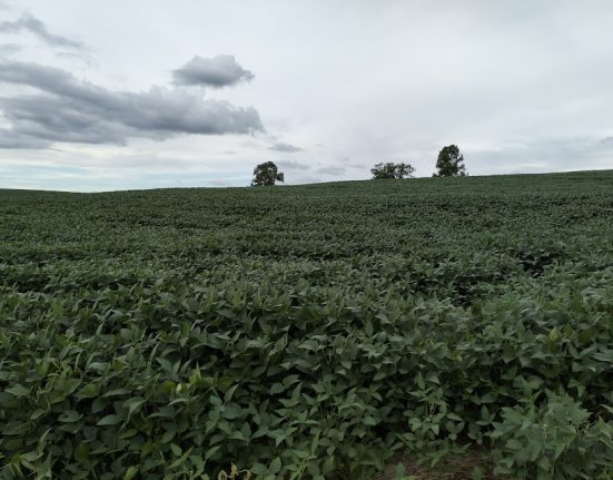 Produtores locais já relatam perdas consideráveis, de aproximadamente 30%