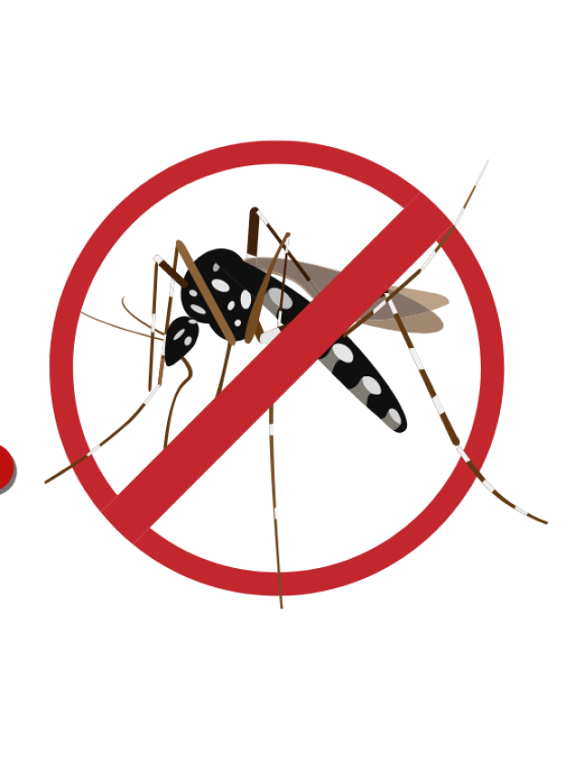 Óbito por dengue