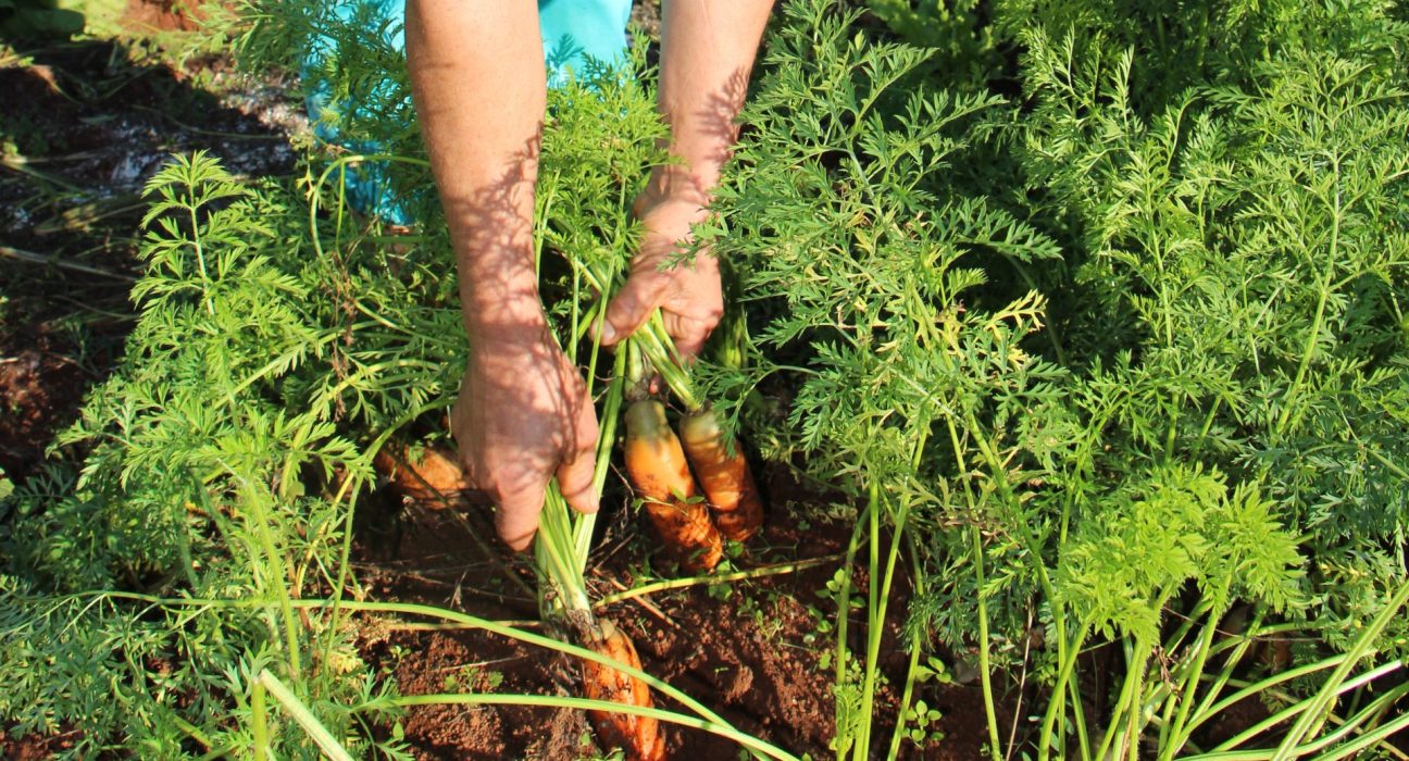 Mais de 1.200 agricultores inscritos do Programa de Aquisição de Alimentos