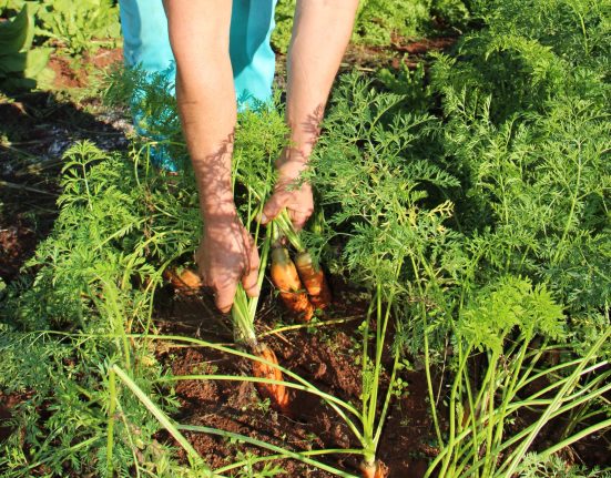 Mais de 1.200 agricultores inscritos do Programa de Aquisição de Alimentos