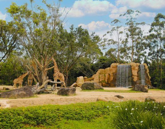 Beto Carrero anuncia encerramento das atividades do zoológico