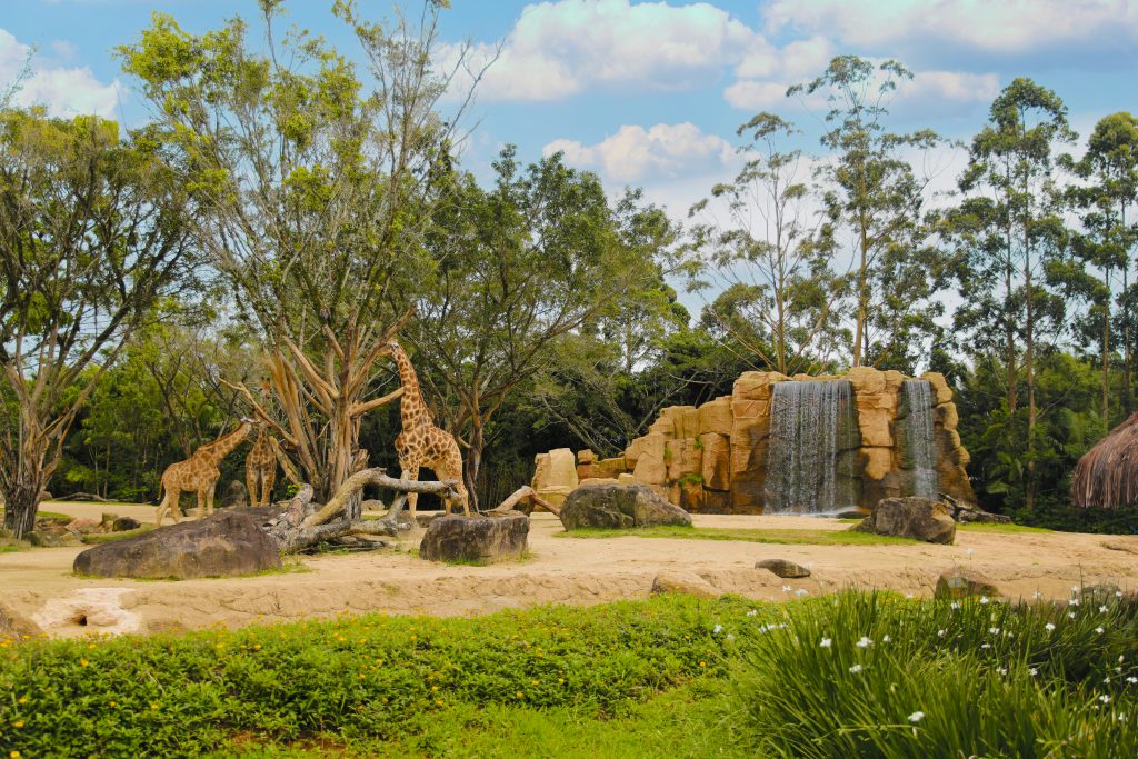 Beto Carrero anuncia encerramento das atividades do zoológico