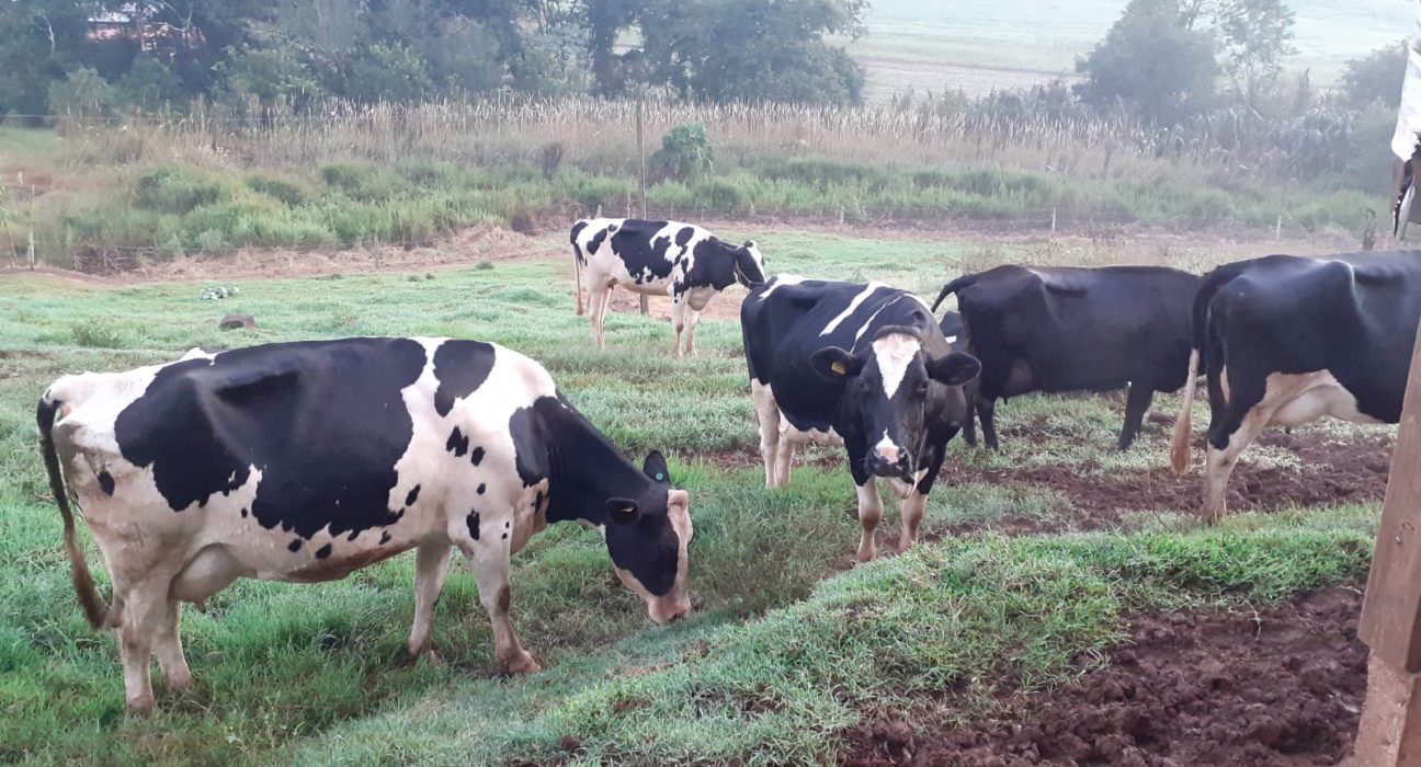 Caso de raiva bovina é identificado em Santa Catarina