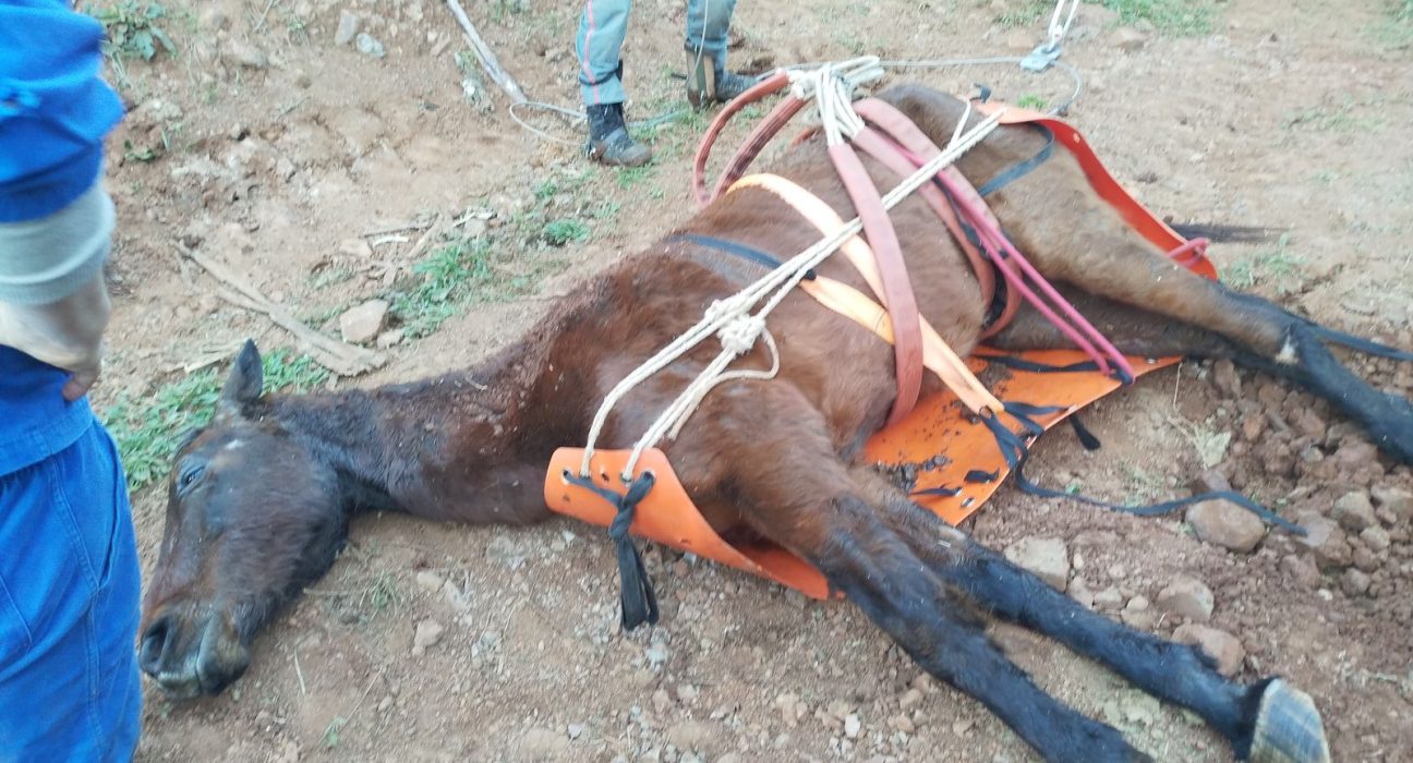 Cavalo cai em ribanceira mas é resgatado pelos bombeiros