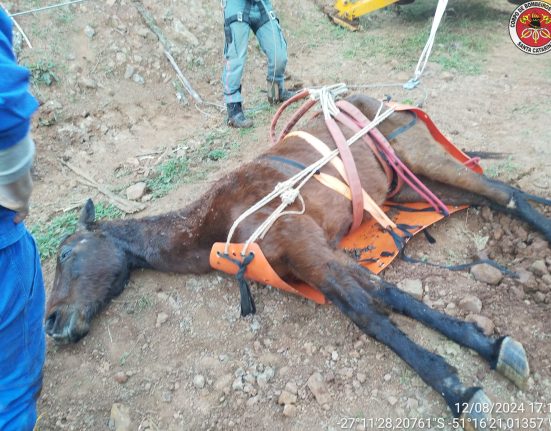 Cavalo cai em ribanceira mas é resgatado pelos bombeiros