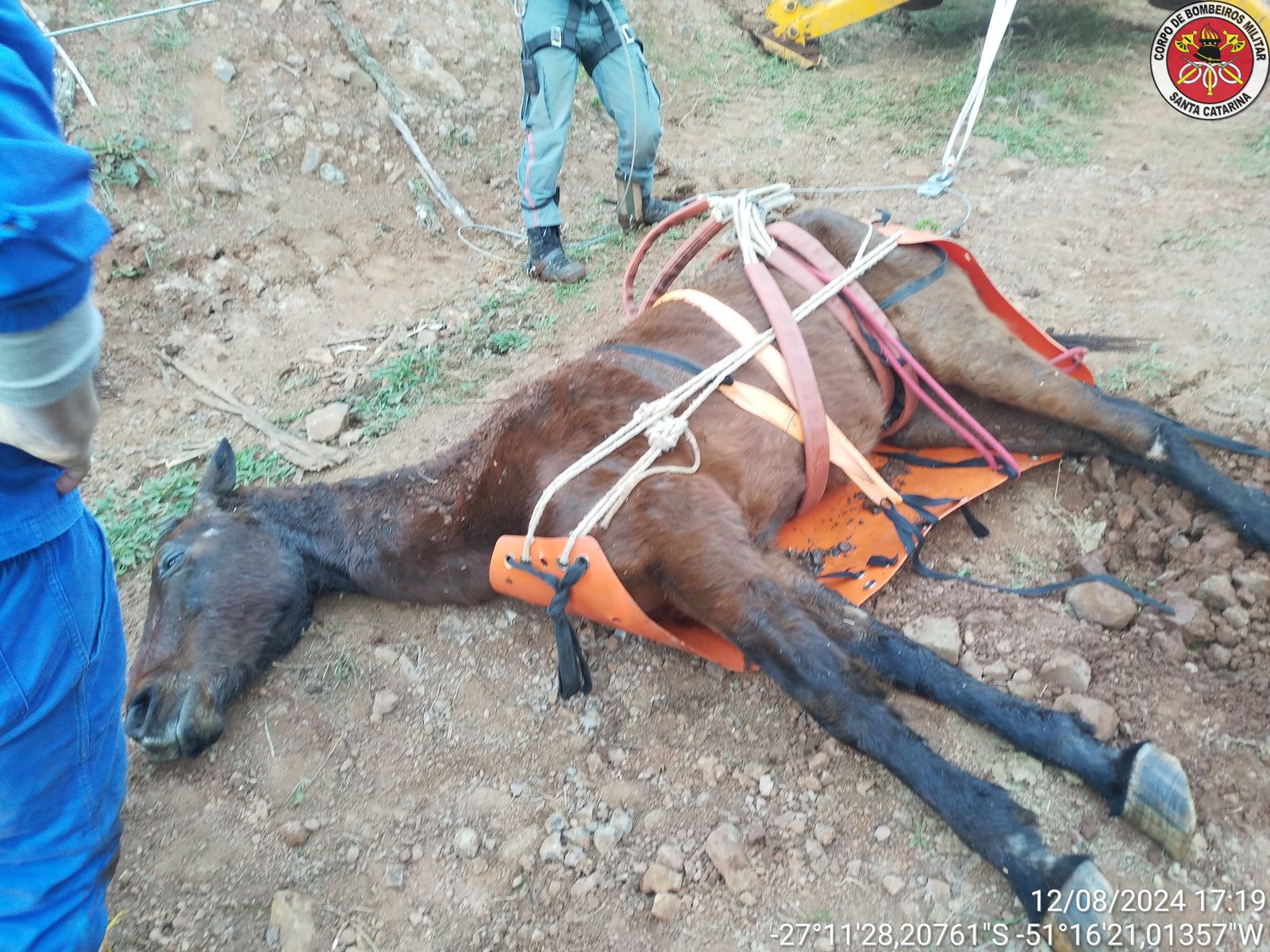 Cavalo cai em ribanceira mas é resgatado pelos bombeiros