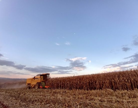 Santa Catarina teve crescimento de 17,5% na produção de cereais, leguminosas e oleaginosas em 2023, comparado a 2022.