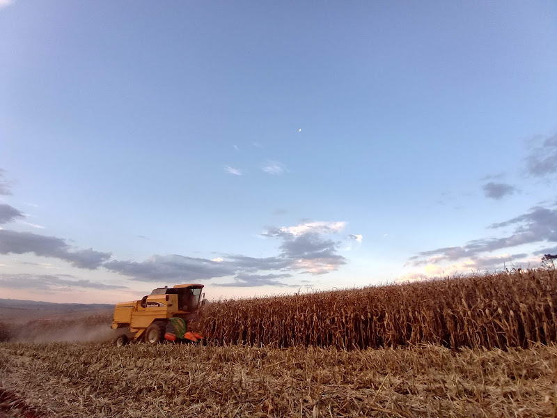 Santa Catarina teve crescimento de 17,5% na produção de cereais, leguminosas e oleaginosas em 2023, comparado a 2022.