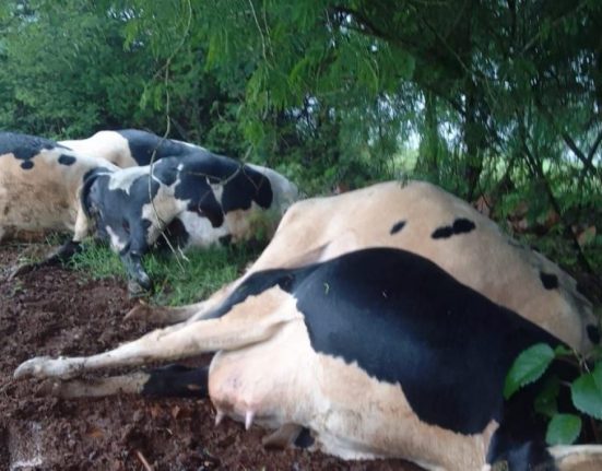 Raio mata sete vacas no interior de São José do Cedro