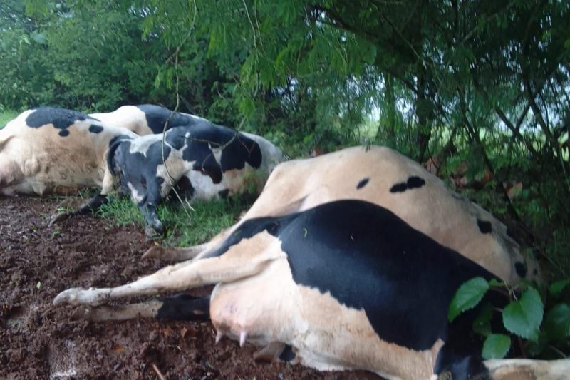 Raio mata sete vacas no interior de São José do Cedro