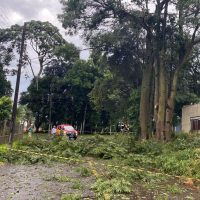 Ventos fortes causam queda de árvores em São Domingos