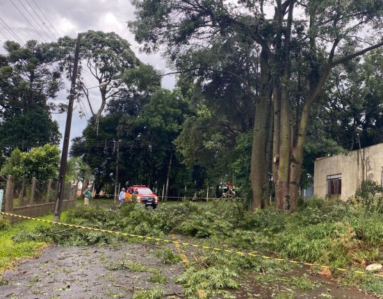 Ventos fortes causam queda de árvores em São Domingos