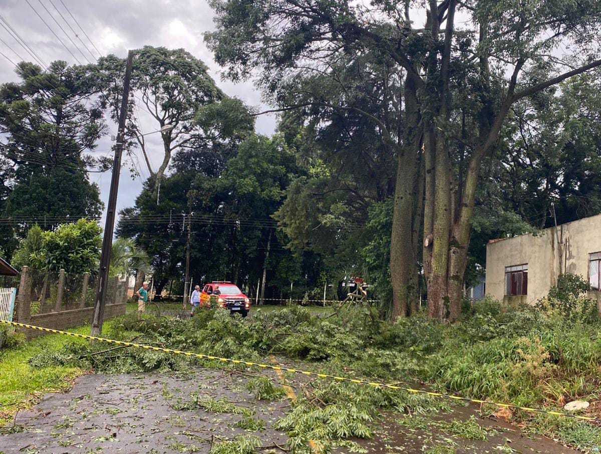 Ventos fortes causam queda de árvores em São Domingos