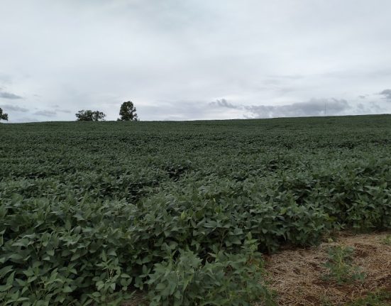 São Domingos promove palestra gratuita para agricultores