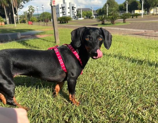 Cachorrinha desaparecida em São Domingos. Ajude a Lua a voltar para casa