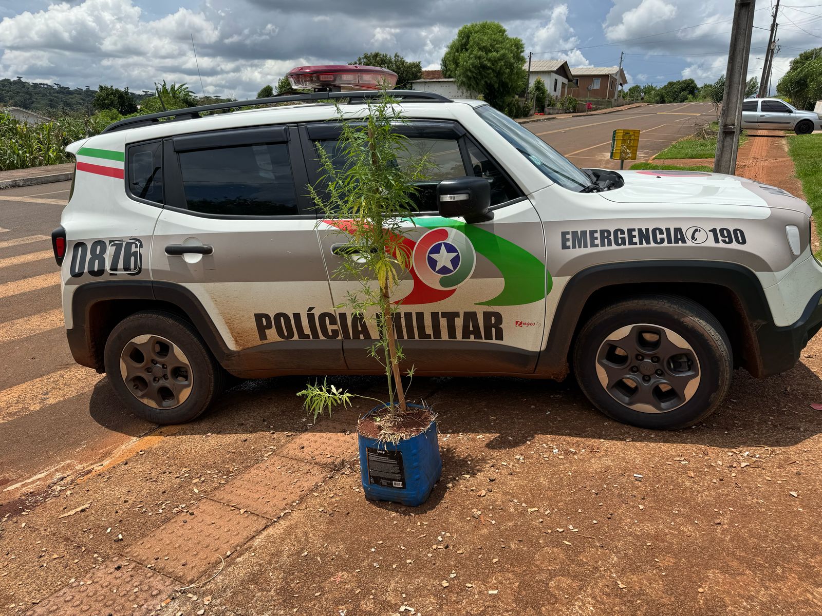 PM apreende pé de maconha em residência de São Domingos