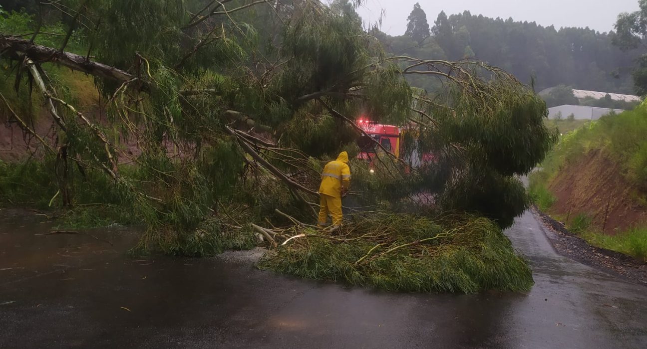 Queda de árvores bloqueia via em São Lourenço do Oeste