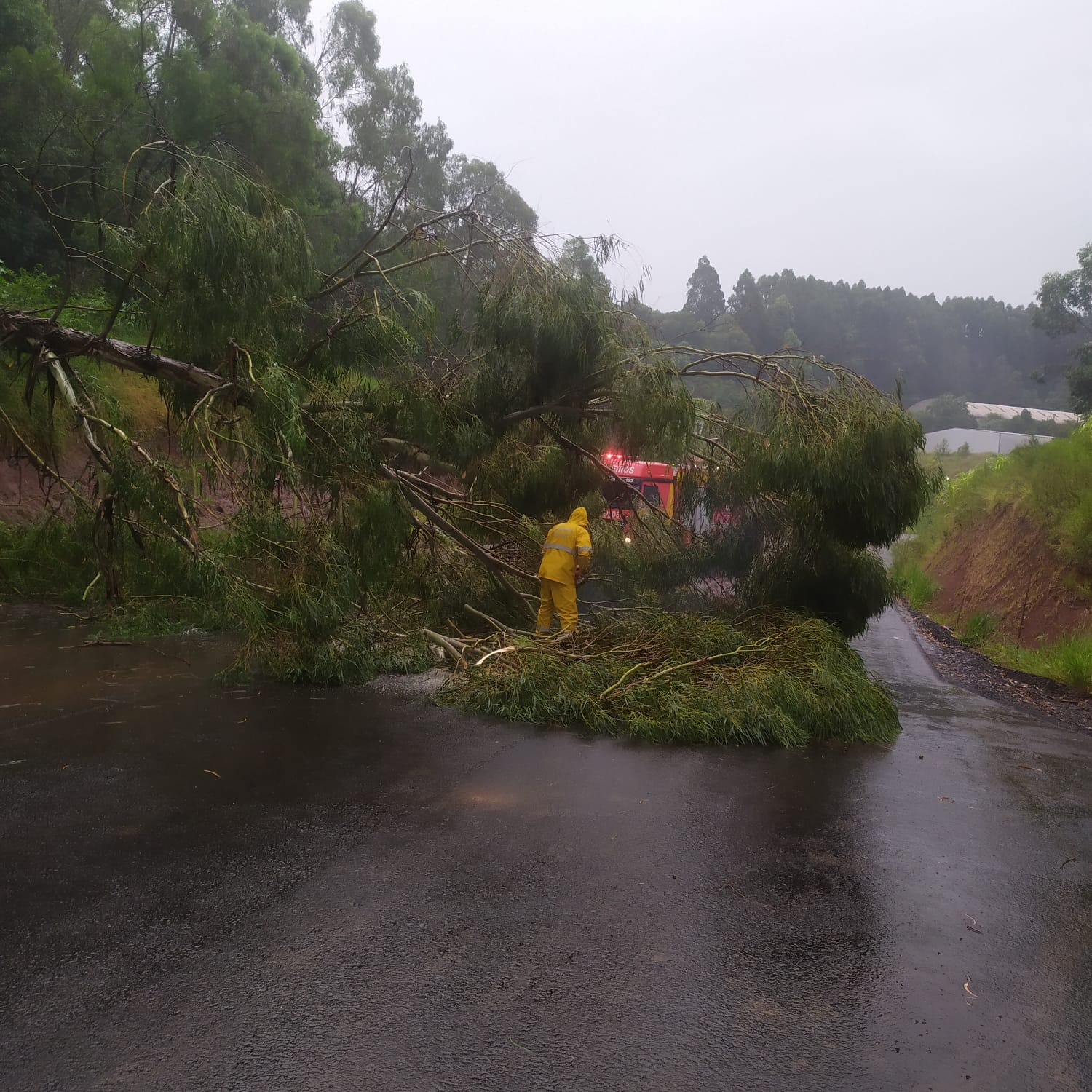 Queda de árvores bloqueia via em São Lourenço do Oeste