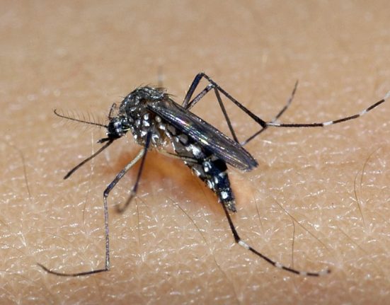 Xanxerê confirma primeiro caso de dengue em 2025